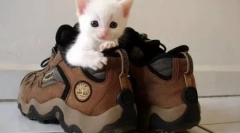 Ako sa zbaviť vône mačkového moču v topánkach